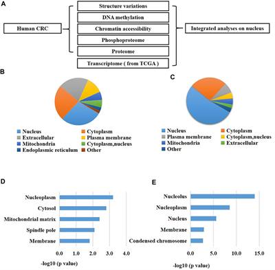 Multi-Platform-Based Analysis Characterizes Molecular Alterations of the Nucleus in Human Colorectal Cancer